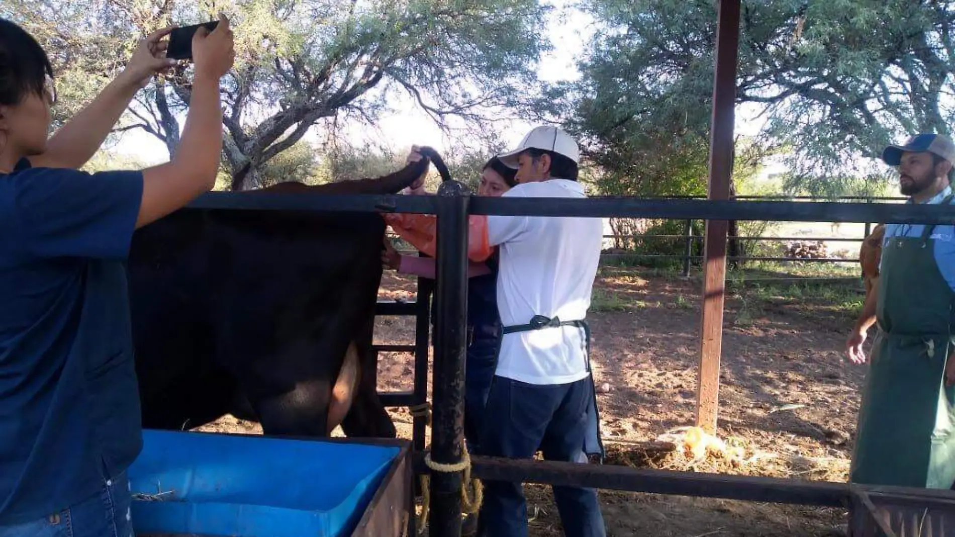 Productores pecuarios de Tequisquiapan se capacitan para mejorar hatos ganaderos.  Foto